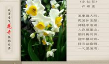 赞美水仙花的句子