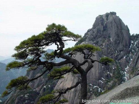 赞美松树的句子