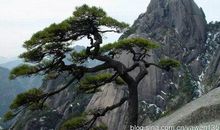 赞美松树的句子