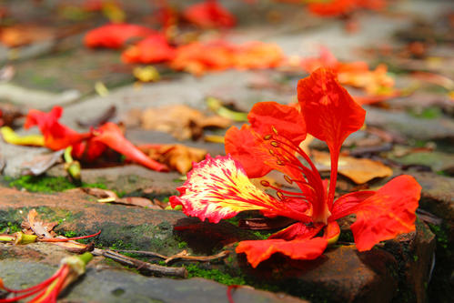 罗宏不是一首无情的诗