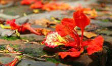 落红不是无情物全诗