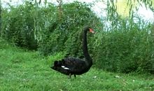 闲云野鹤的诗句