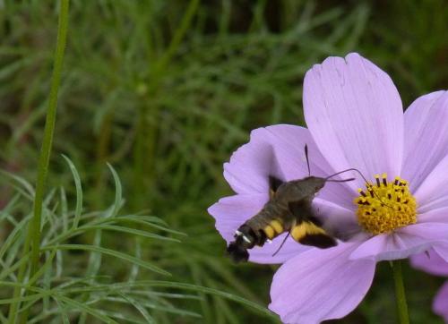 一段很好的描述虹膜