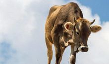 关于大象的谚语