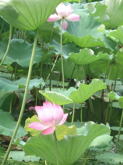 毕竟六月西湖的全诗