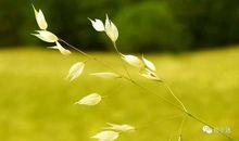 周国平：相貌和心灵