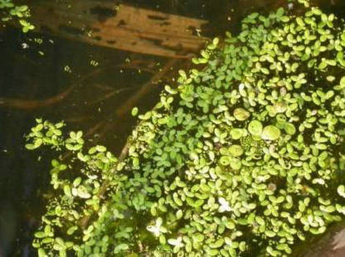 面对爱情,我天生谦虚,像无根的浮萍1