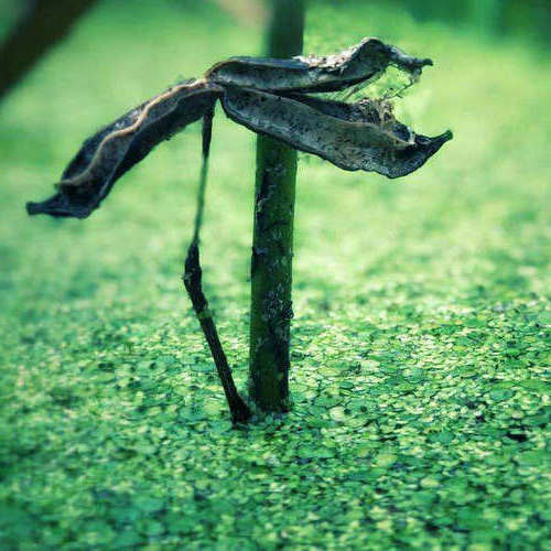 面对爱,我天生谦虚,像无根浮萍