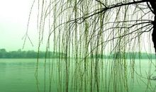 吹面不寒杨柳风全诗