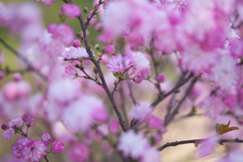 乱花渐渐渴望迷人的眼睛