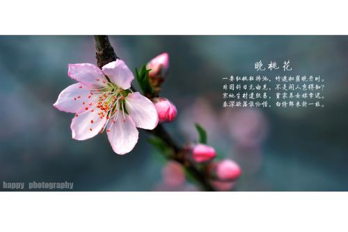 人脸桃花在句子中