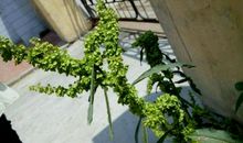 笨人才耍心眼儿，聪明人只需厚道