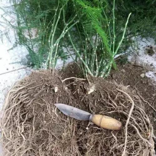 艾青:花卉种植者的梦想