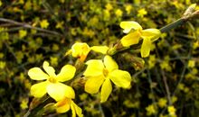 迎春花开放的句子