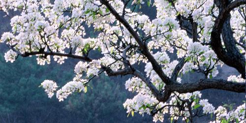 关于梨花的句子