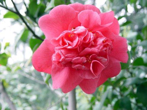 郭沫若：山茶花