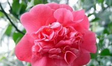 郭沫若：山茶花