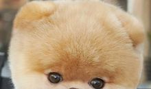 写一种动物：可爱的小狗