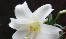 关于百合花的诗句