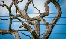 周国平：树与木头