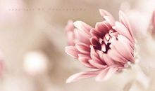 经典语录：不管重来多少次，人生都肯定有遗憾