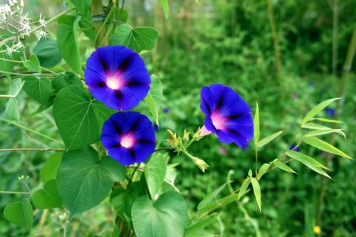 描写牵牛花的古诗