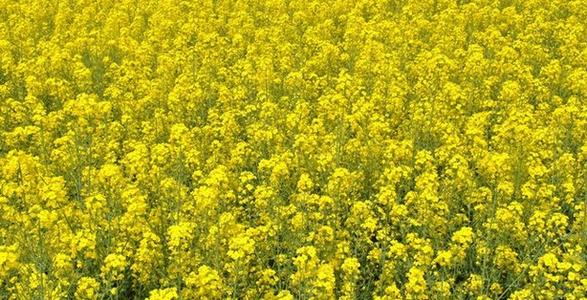 描述强奸花的好句子和段落