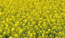 描写油菜花的好句好段