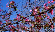 李广田：花　圈