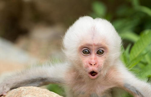 超级坚硬的绕口令：狗和猴子