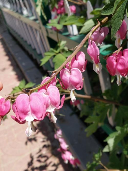 经典语录：有意愿的人很累，无意的人不在乎