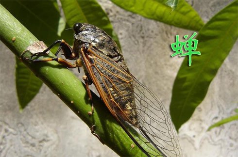 关于蝉的诗
