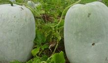 超级难的绕口令：种冬瓜