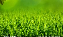 超级难的绕口令：青草丛