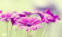 早安心语：嘴上狠毒，是因为，心里凄苦