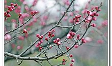 关于杏花的诗句古诗