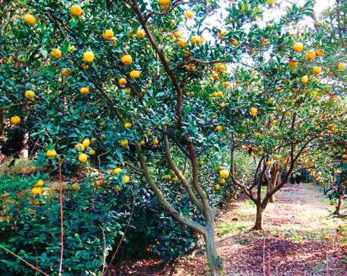 漂亮的句子描述树木