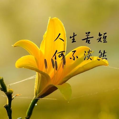 早安心语:只有当你开心地微笑时,悲伤才会消失