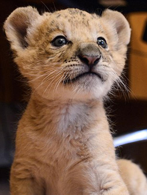 绕口令练习“数数狮子”