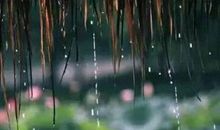 余光中：等你，在雨中