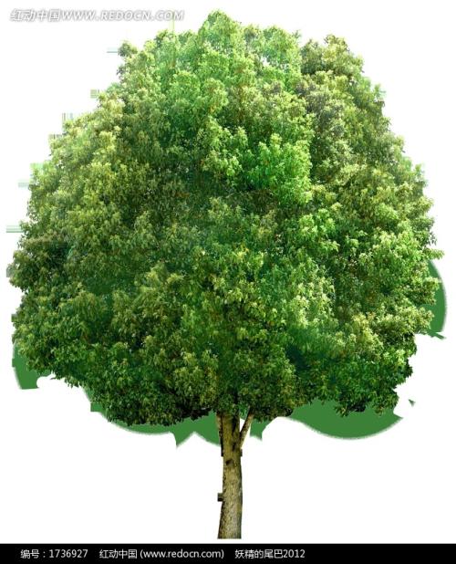 句子描述郁郁葱葱的树木