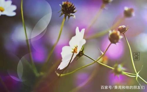 如果种向日葵，秋天就会收获一块金