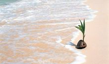 余光中：满月下