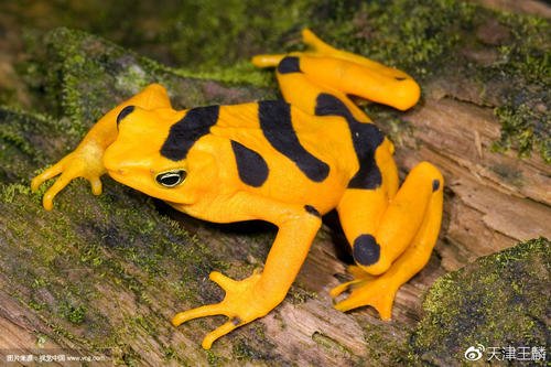 人类力量的源头-读《灭绝时代》后的思想之一