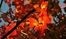 关于秋天的好段