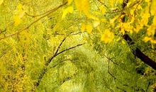 关于秋天的优美语句