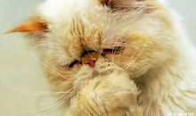 超级难的绕口令：八十八岁公公