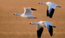 三只鸟的不同命运