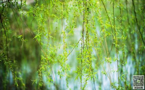 描述夏柳的好部分