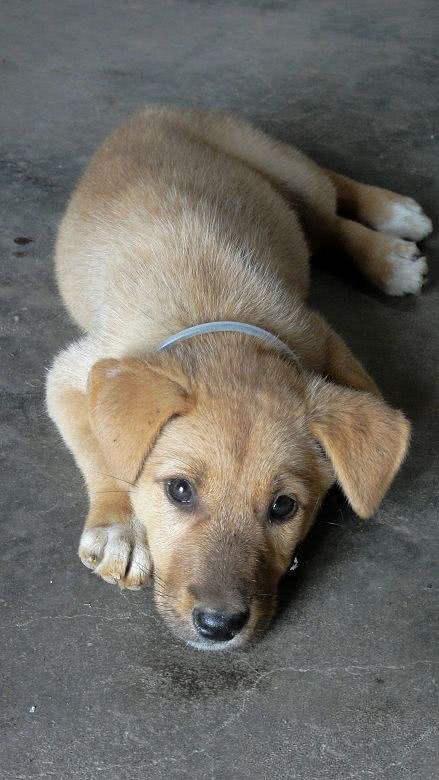 狗对主人说了什么